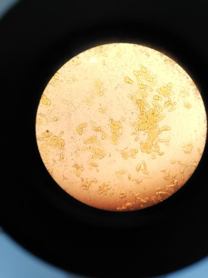 Microscopie in het 1 ste jaar