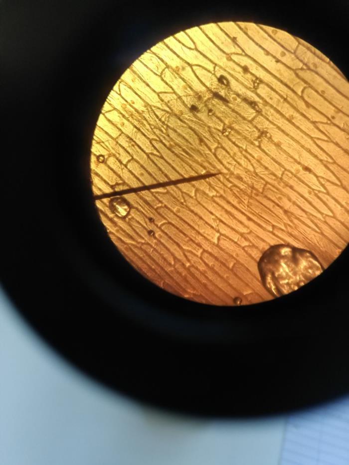 Microscopie in het 1 ste jaar